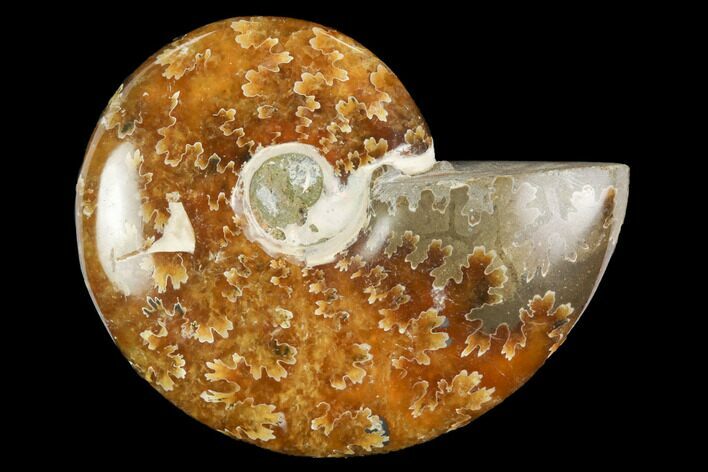 Polished, Agatized Ammonite (Cleoniceras) - Madagascar #119269